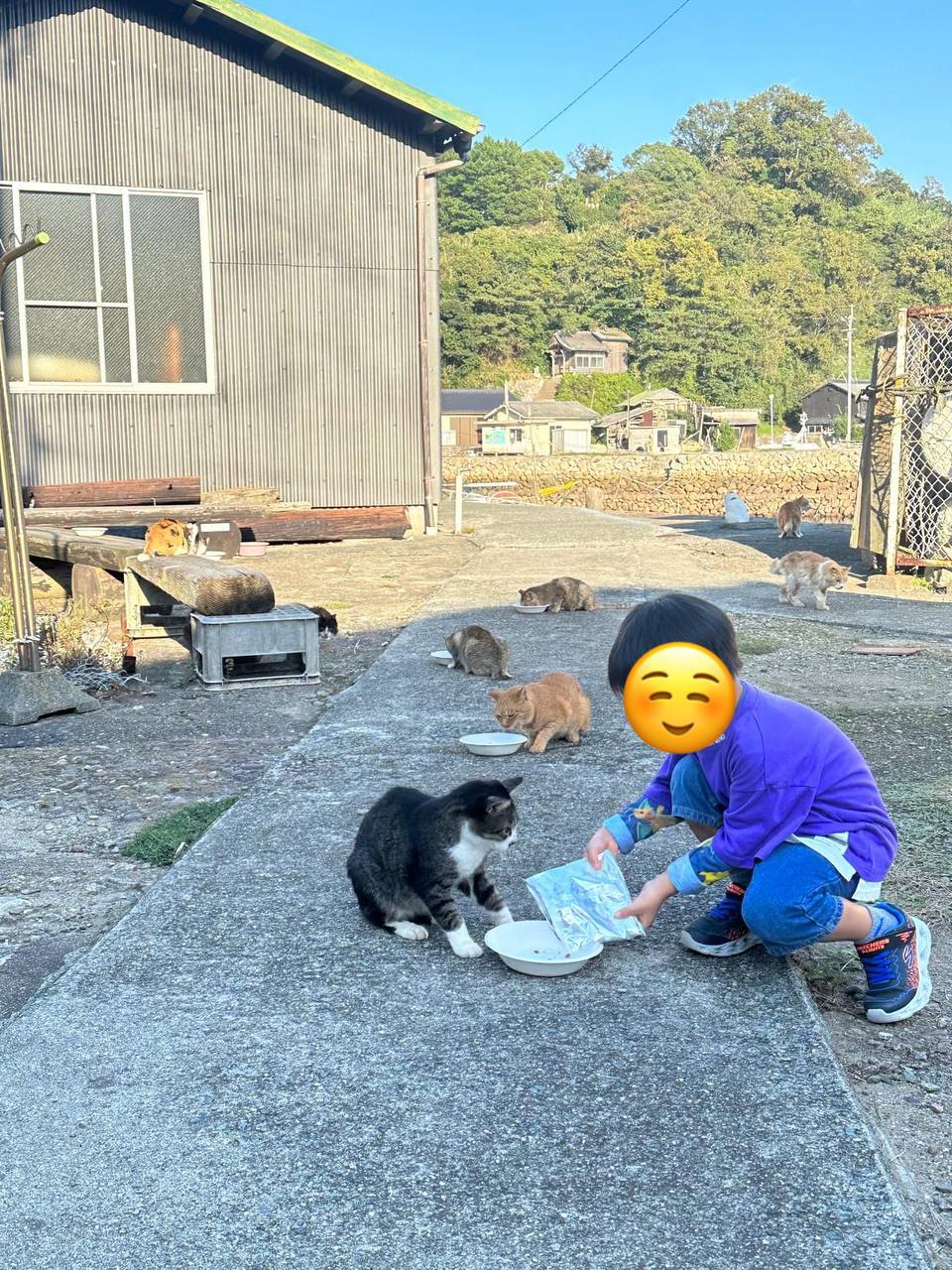 貓島