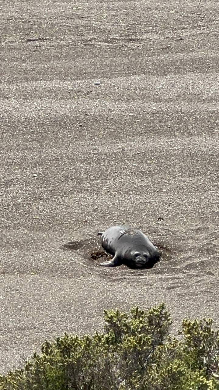野生海獅