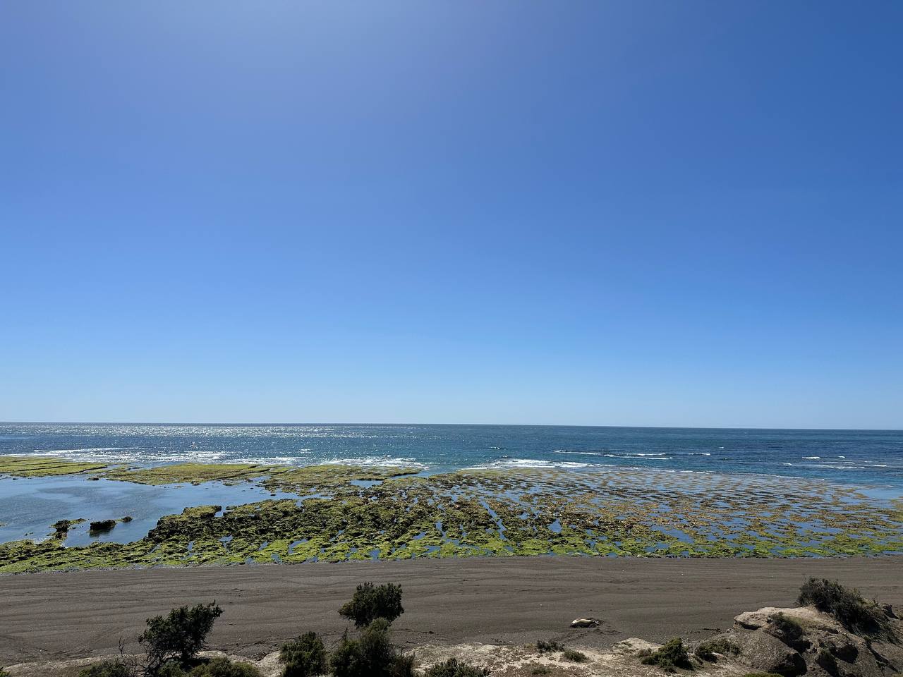 野生海獅與美麗大海