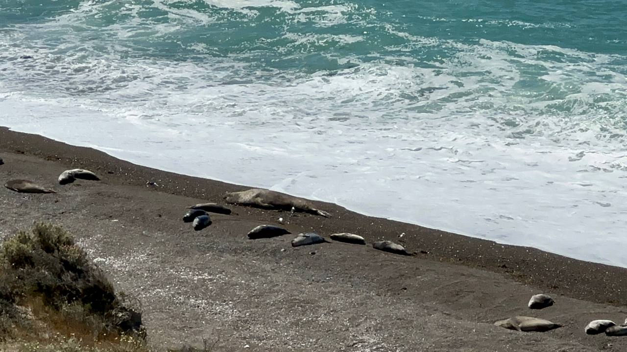 野生海獅