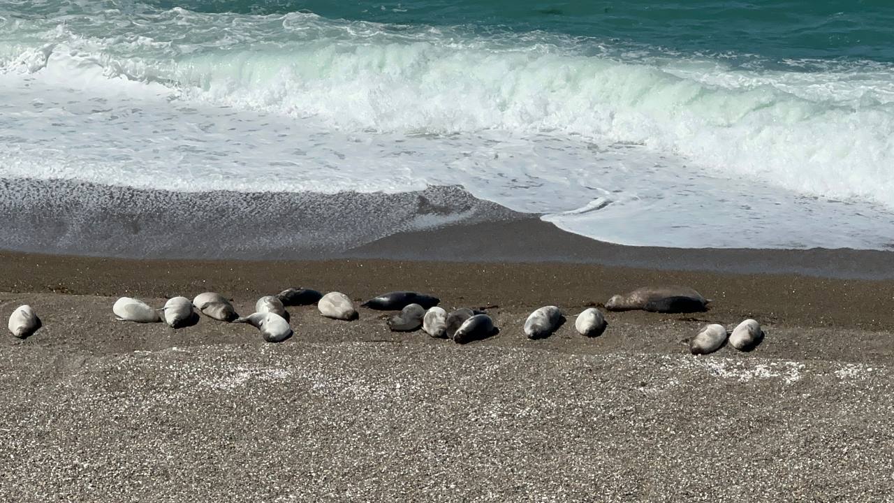 野生海獅