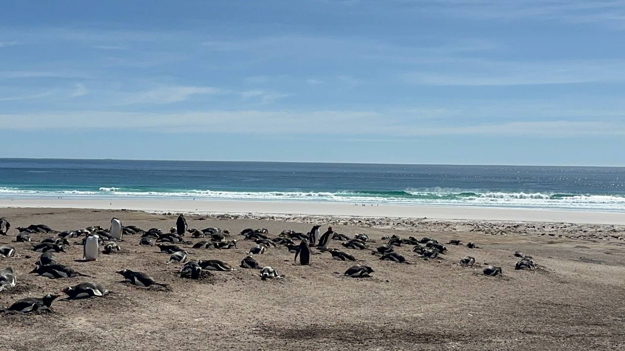 Gentoo Penguins與海