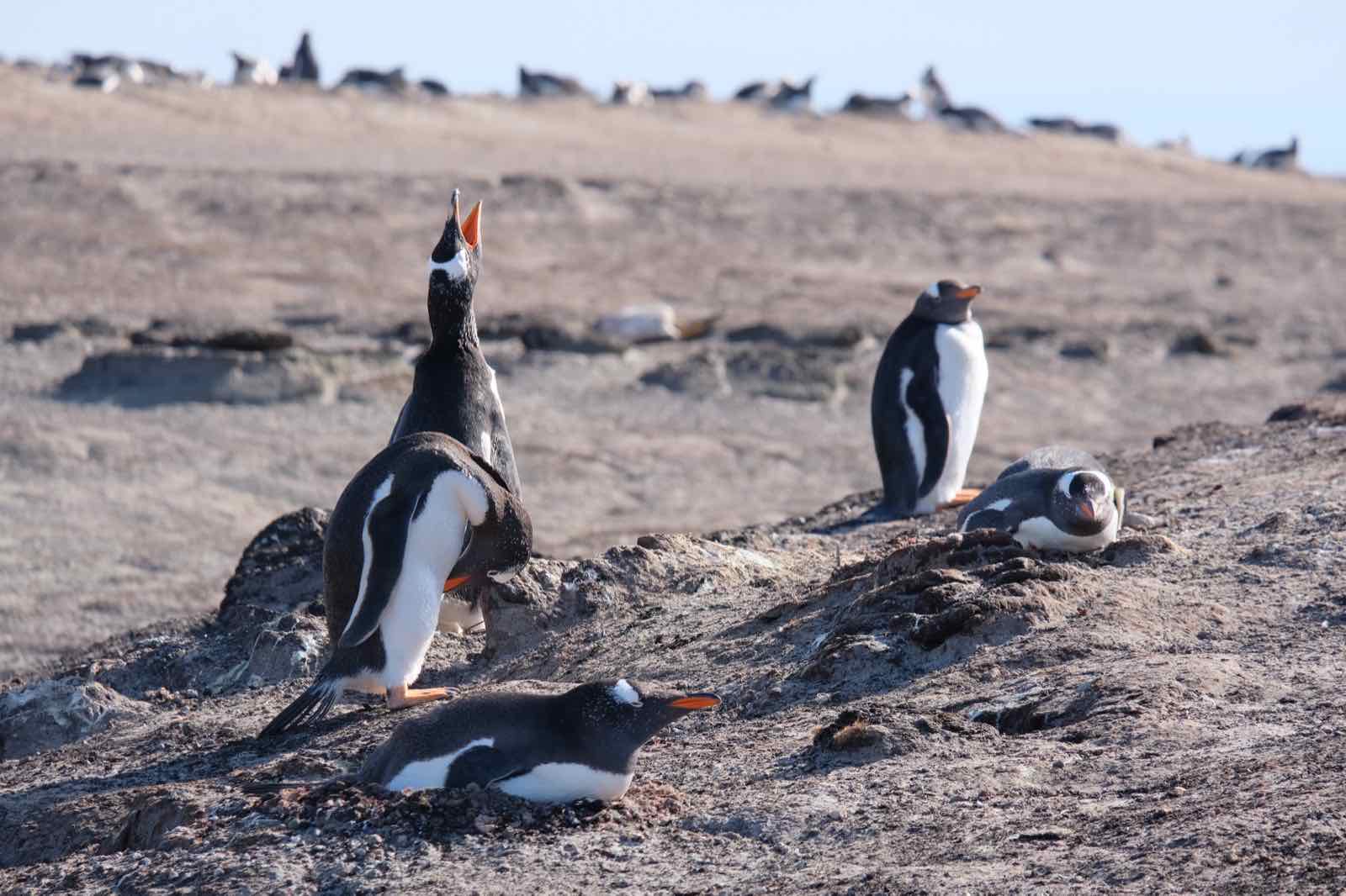 Gentoo Penguins