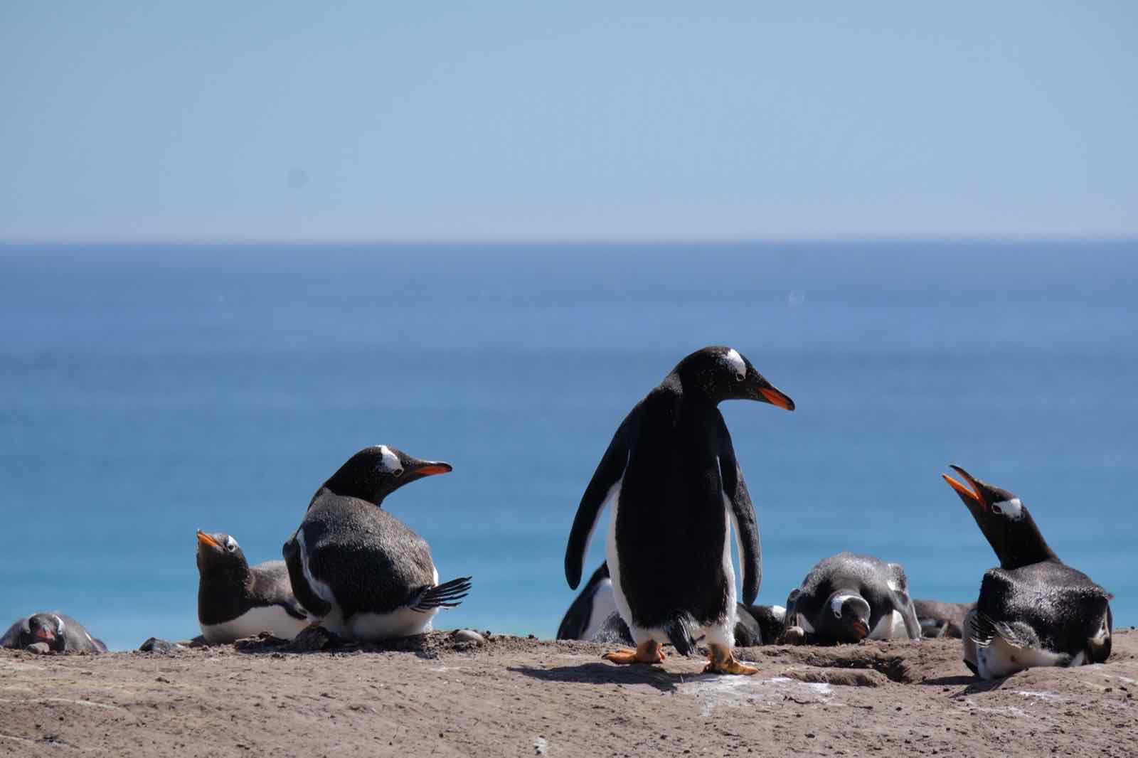 Gentoo Penguin