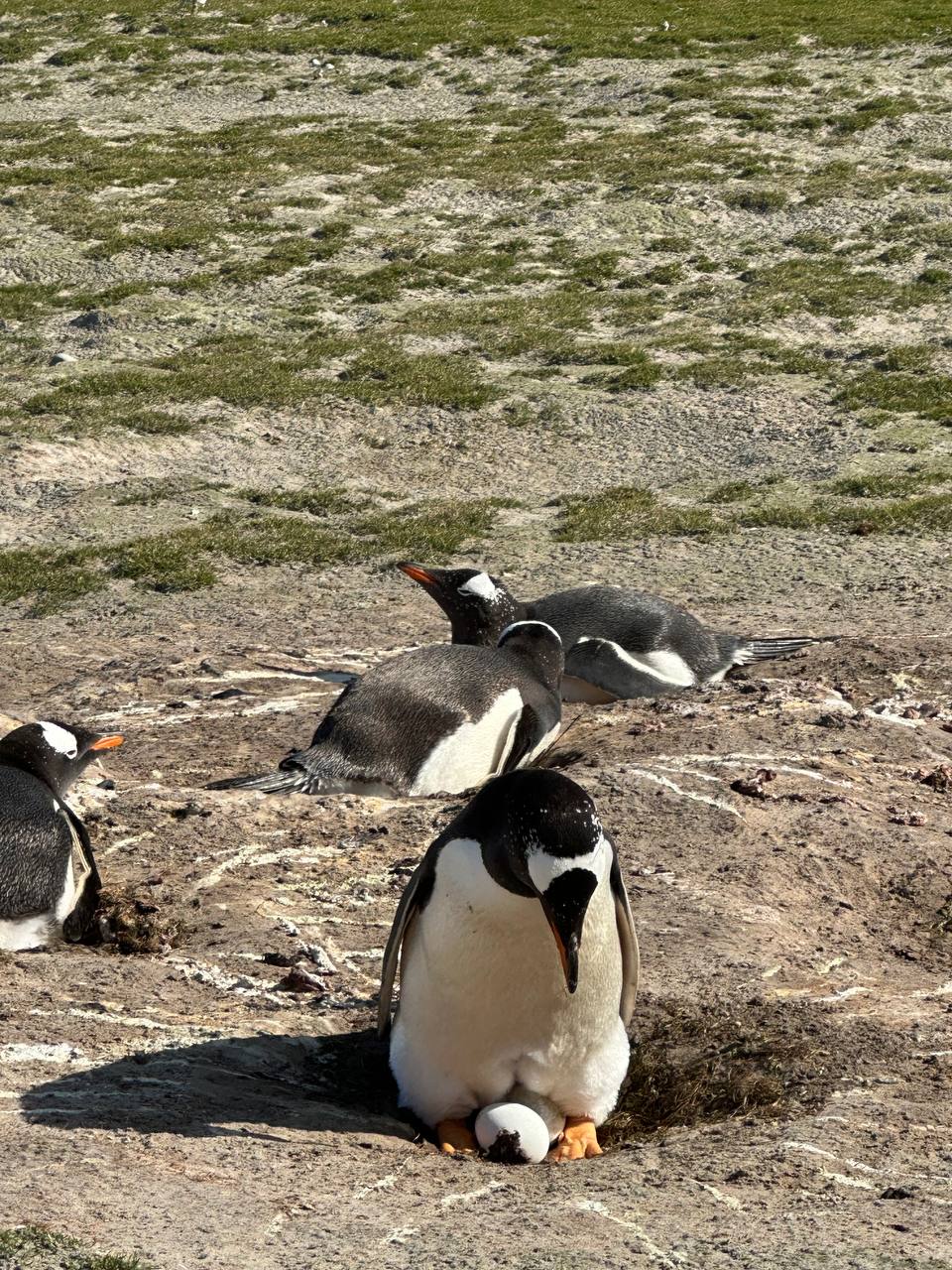 Gentoo Penguins孵蛋