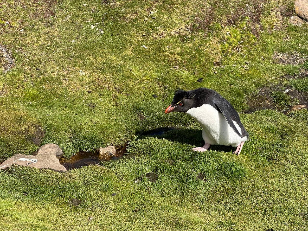 步行中的Rockhopper Penguin