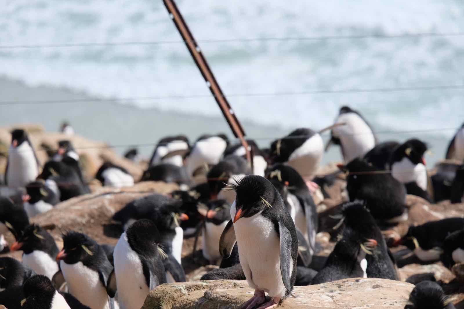 Rockhopper Penguins