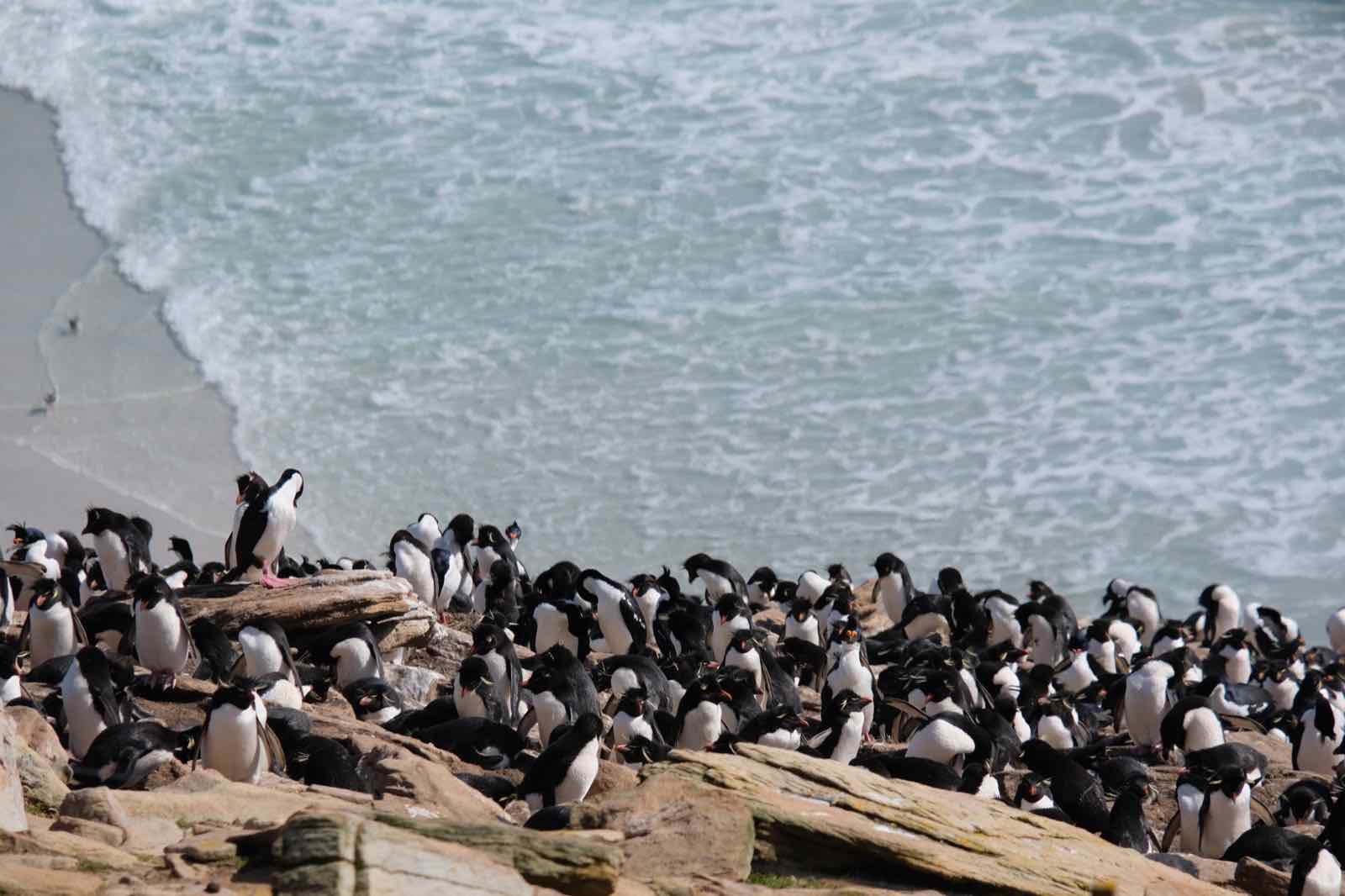 Rockhopper Penguin 跟海