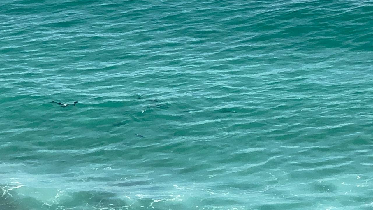 海豚
