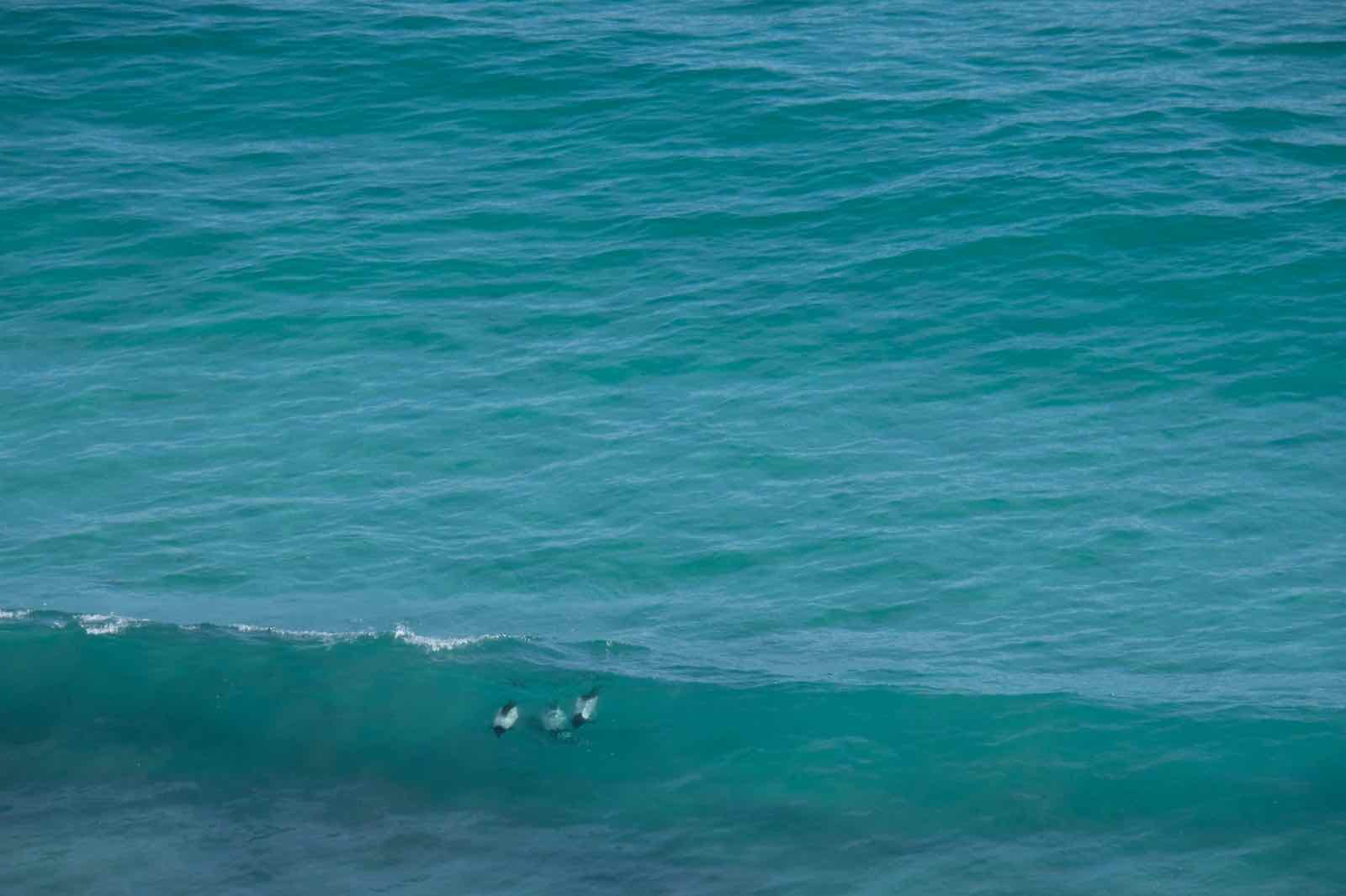 海上有海豚