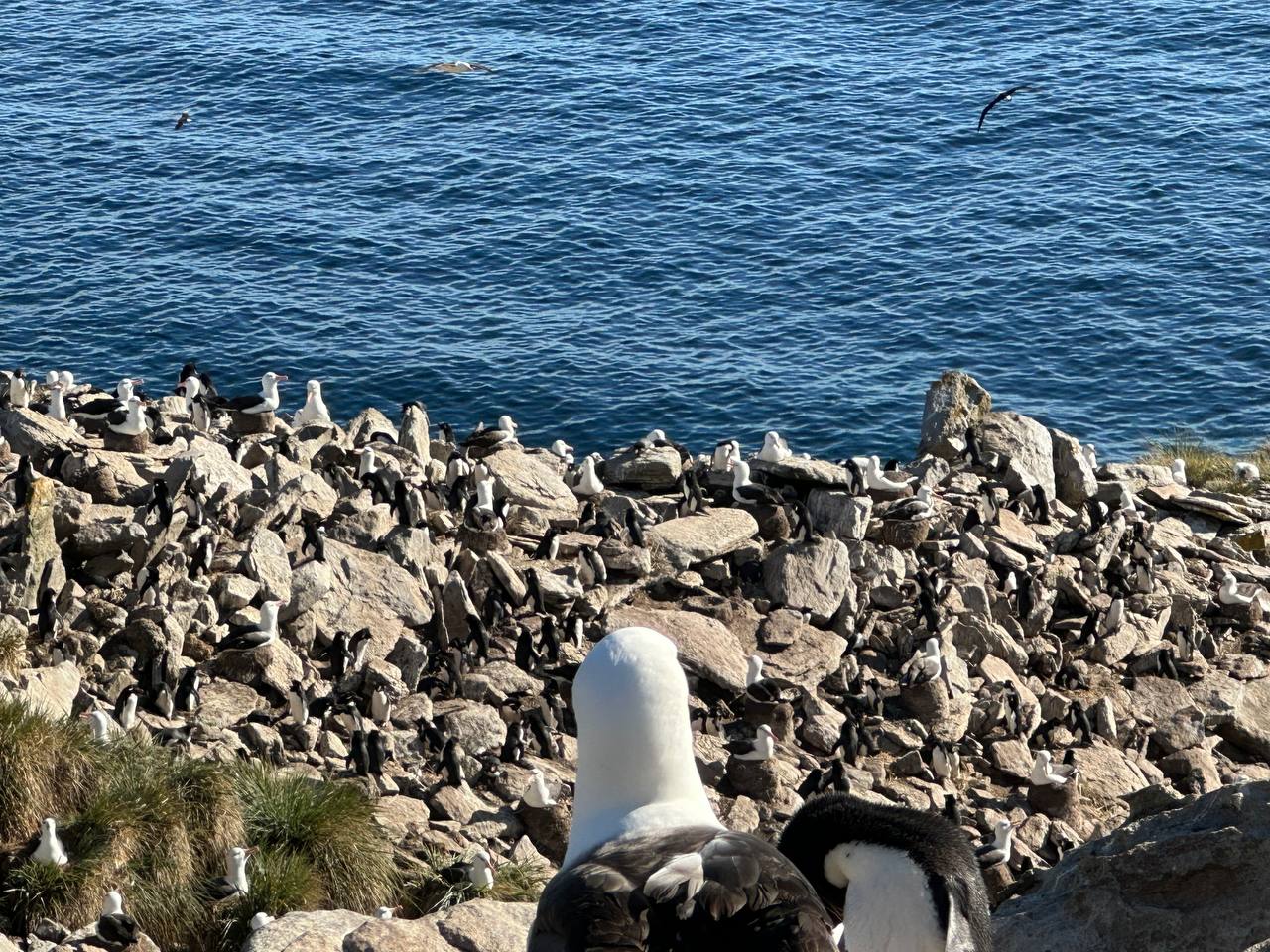 信天翁看着Rockhopper 企鵝