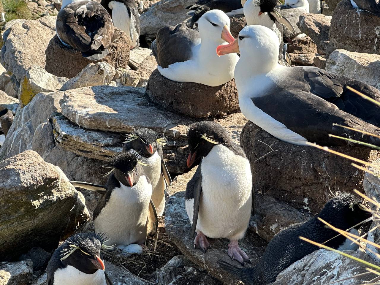 信天翁與Rockhopper 企鵝