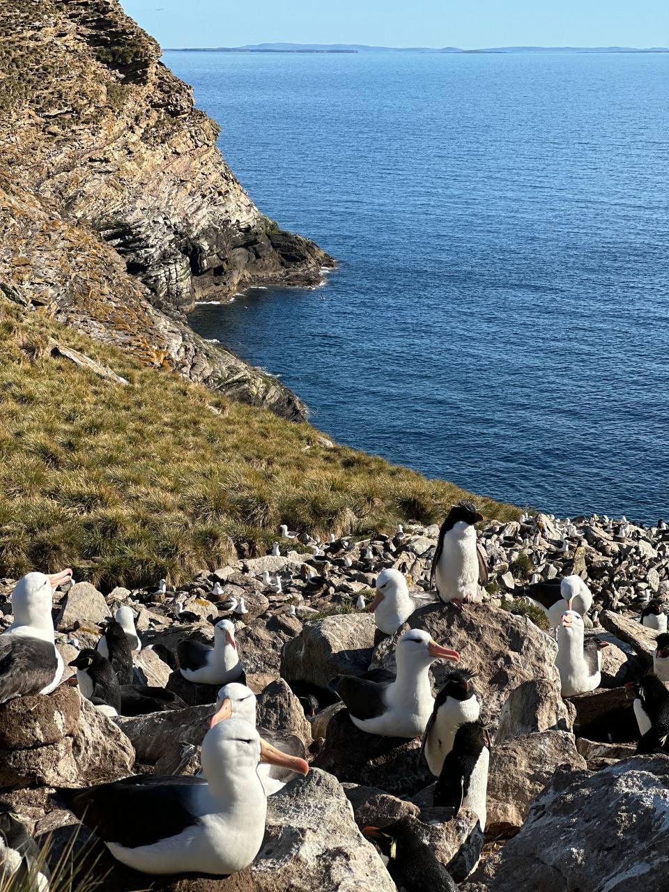 海邊的信天翁與Rockhopper 企鵝