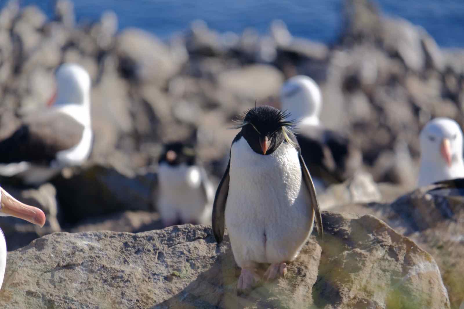 Rockhopper 企鵝
