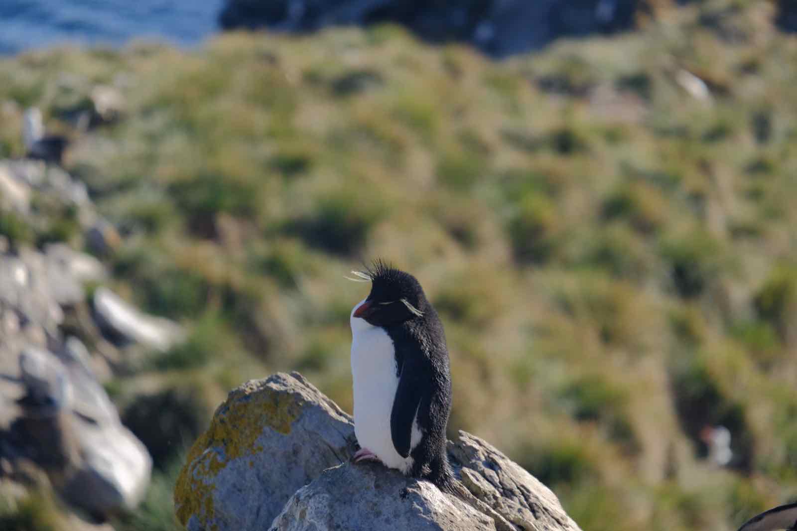 Rockhopper 企鵝