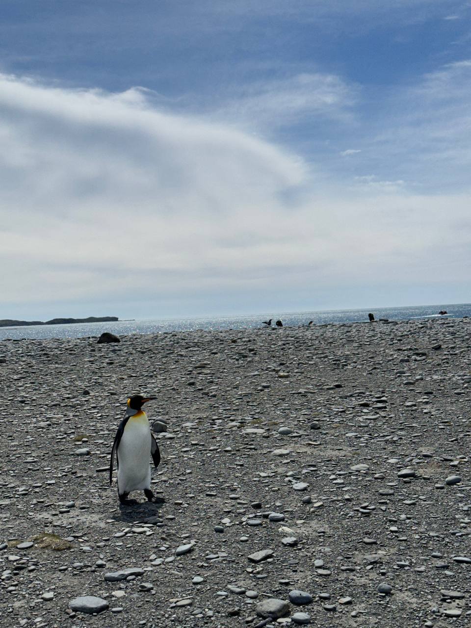 企鵝及海