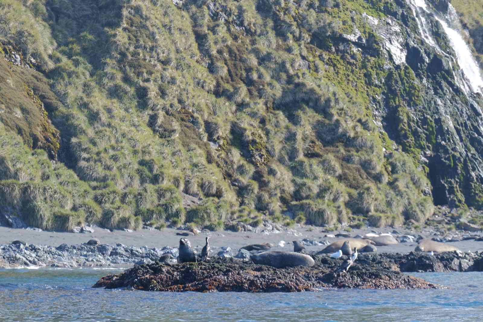 岸邊的海狗海象