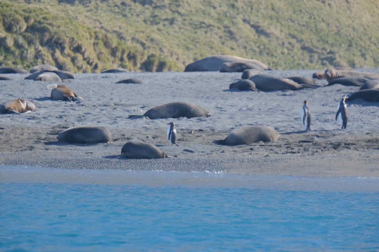 企鵝海獅與石灘