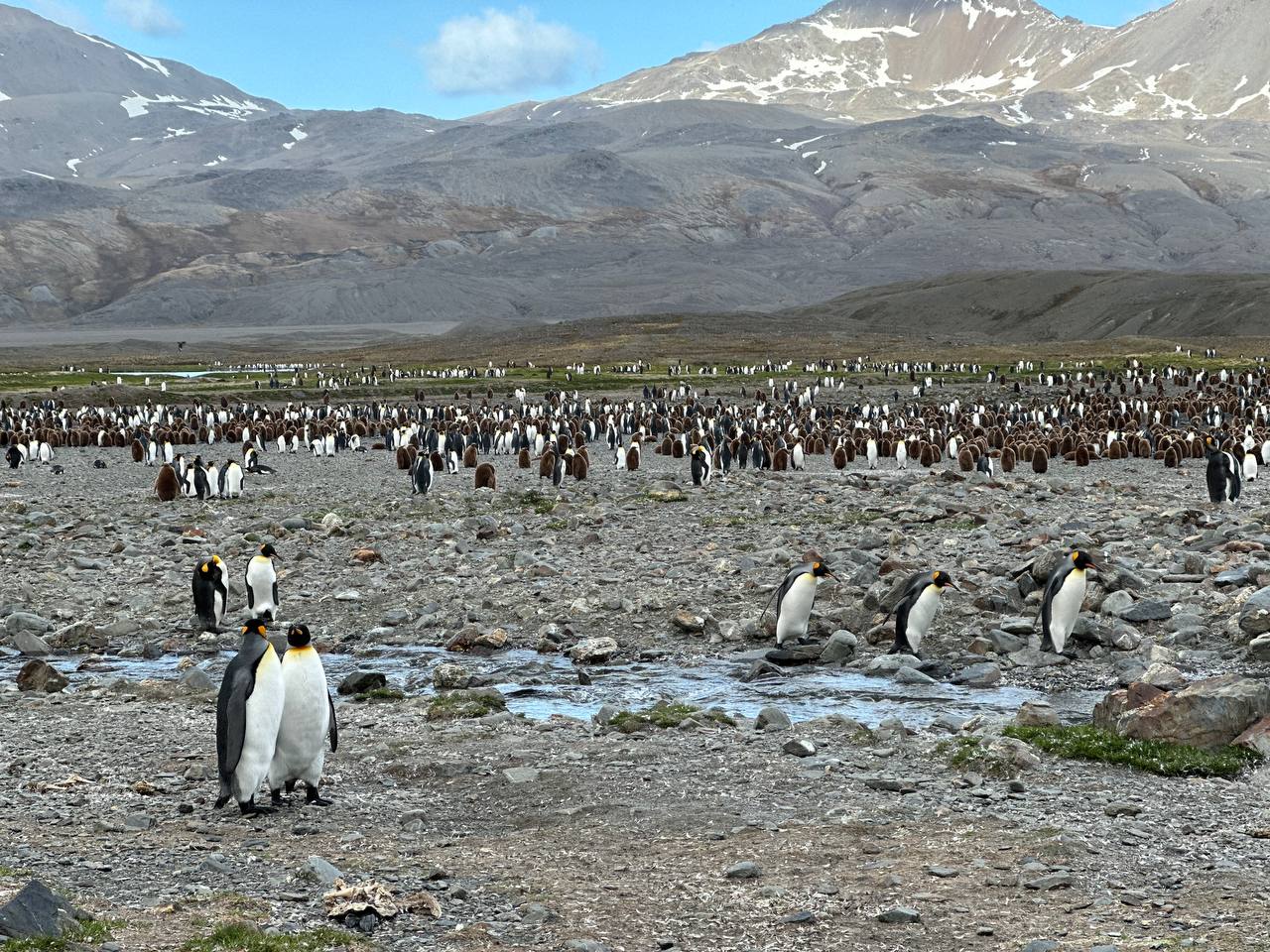 FortunaBayPenguins