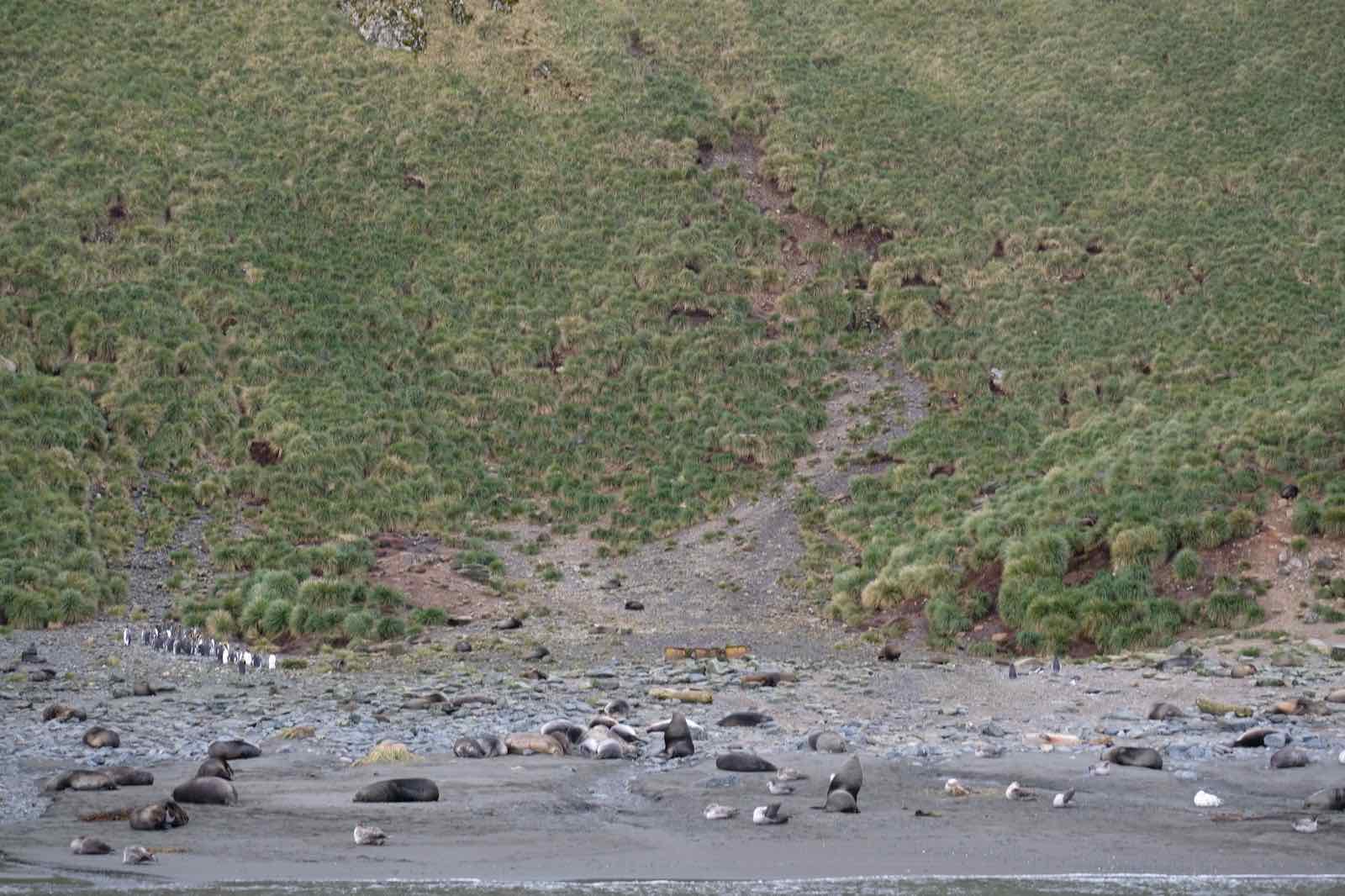 島上的企鵝及海獅們