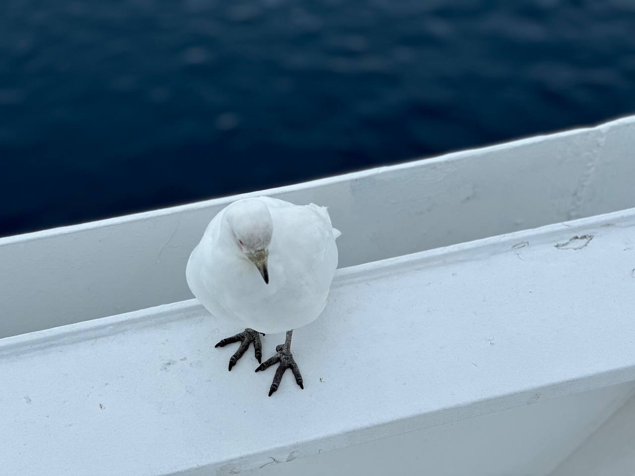 船上的鴿子
