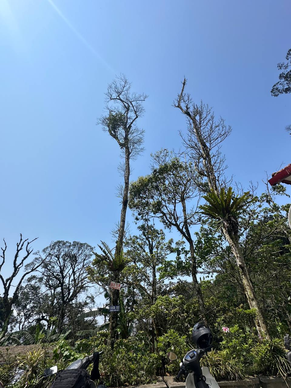 藍天的山上