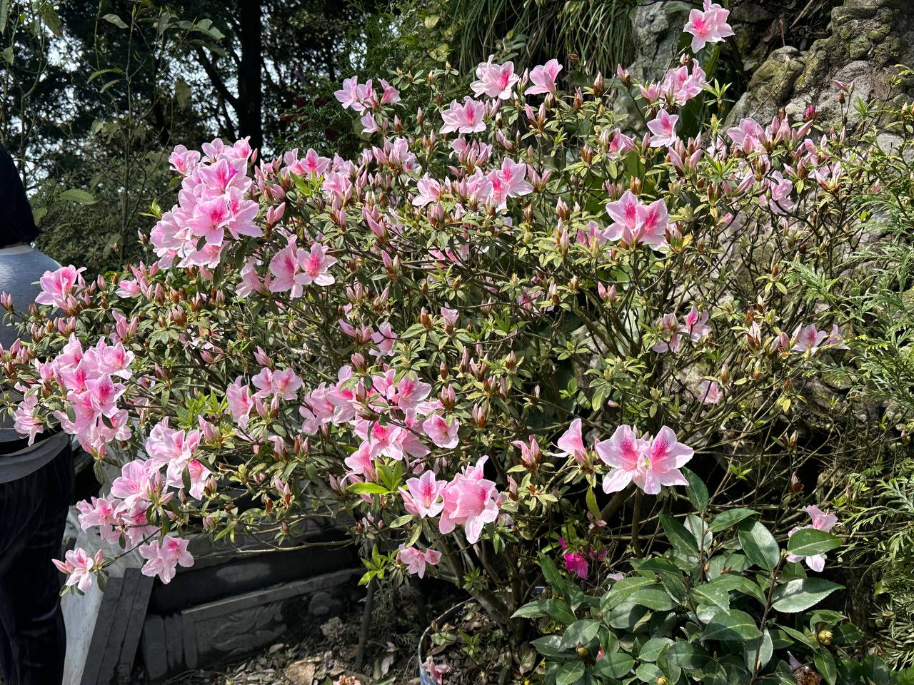 山頂的櫻花