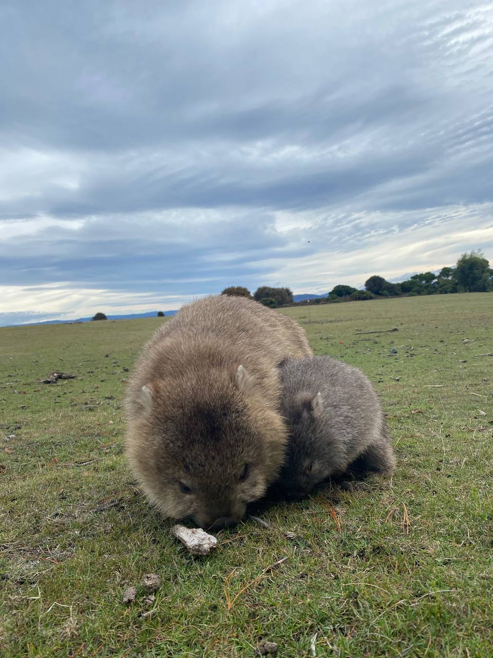 袋熊 Wombat