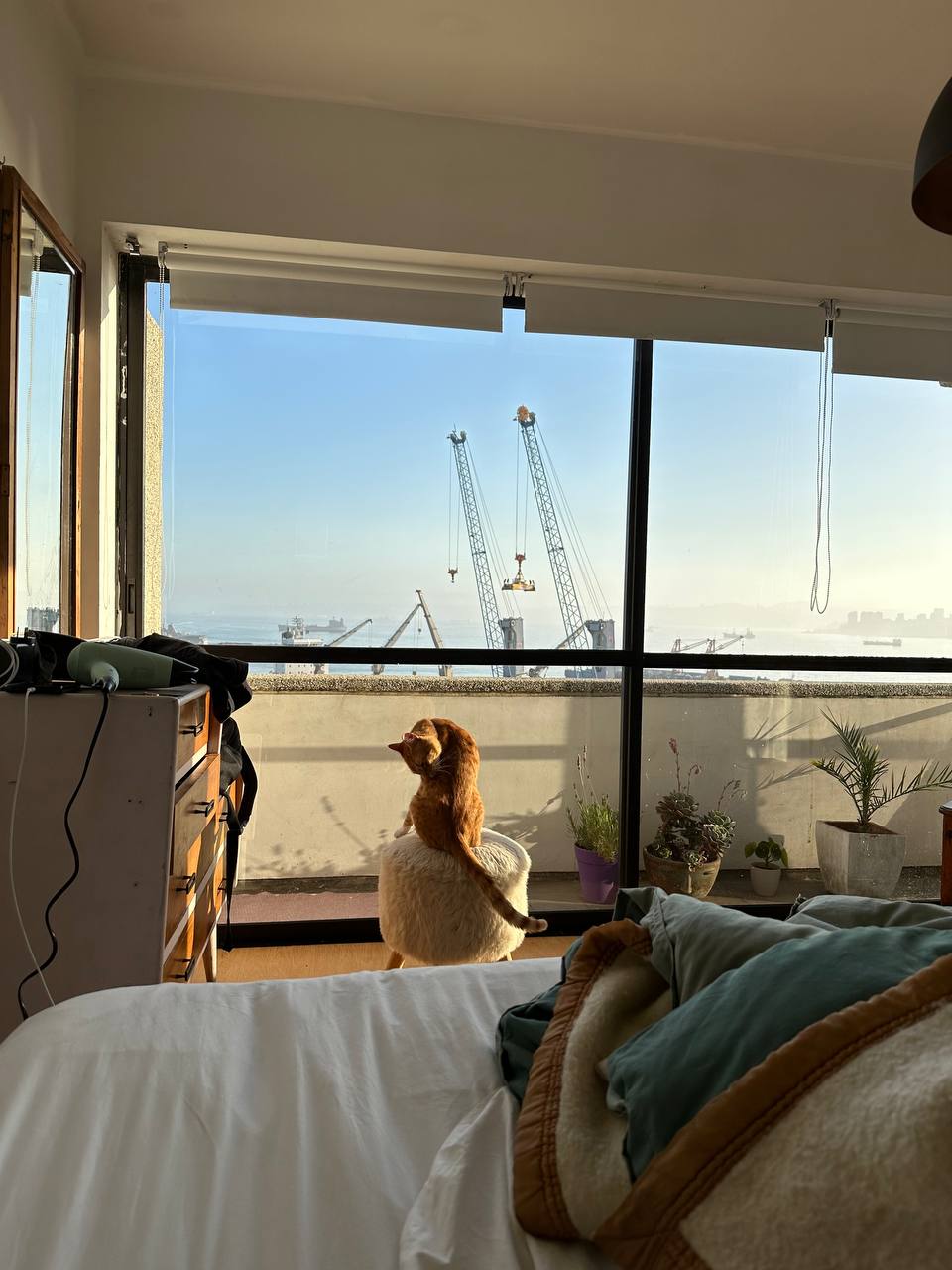 住宿的貓